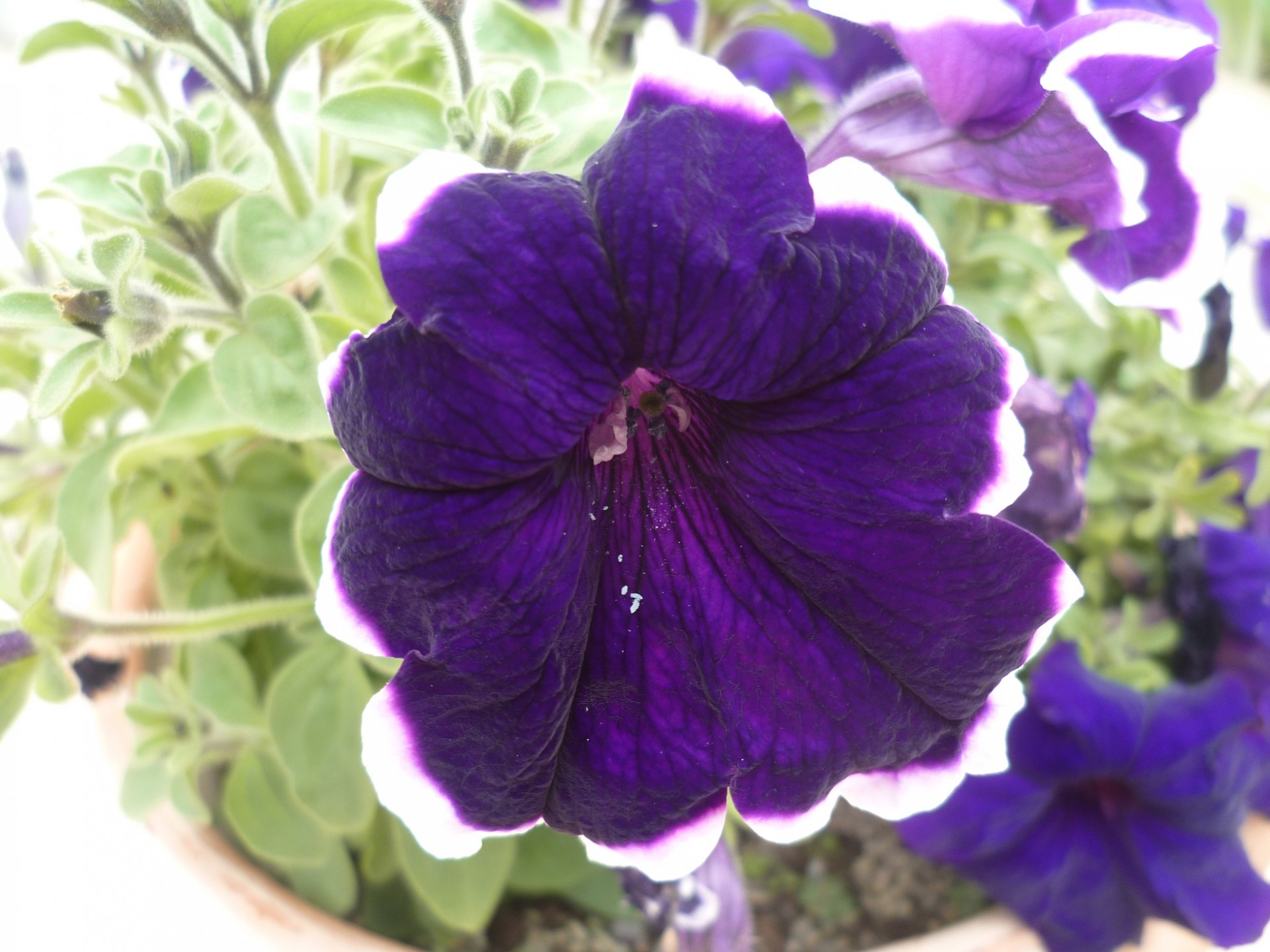 P1090381 petunia violet 250421